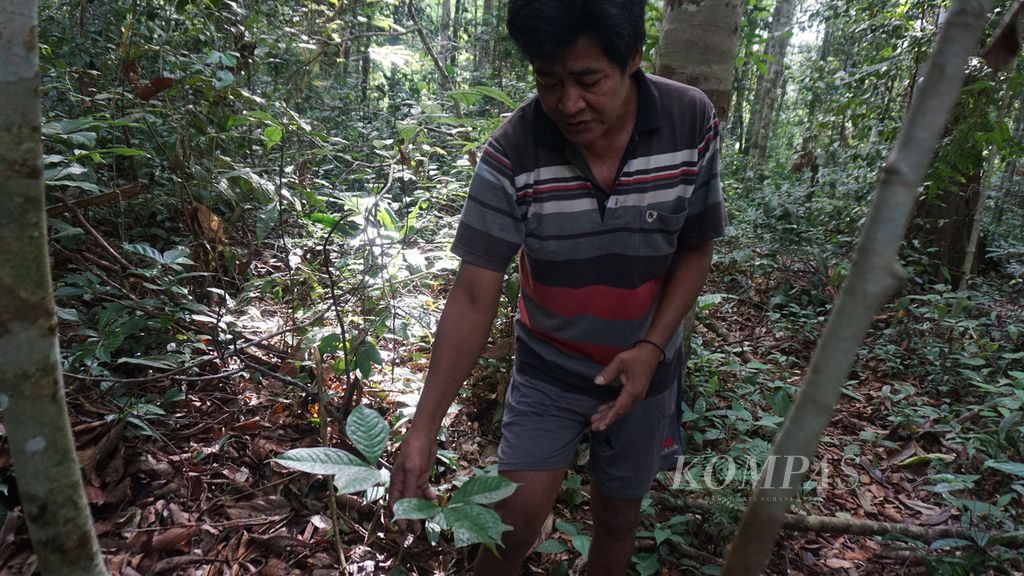 Nyuling, salah seorang Suku Anak Dalam atau Orang Rimba, tengah menunjukkan salah satu tumbuhan obat yang terdapat di kawasan Taman Nasional Bukit Duabelas, Desa Pematang Kabau, Kabupaten Sarolangun, Jambi, Rabu (14/6/2023). 