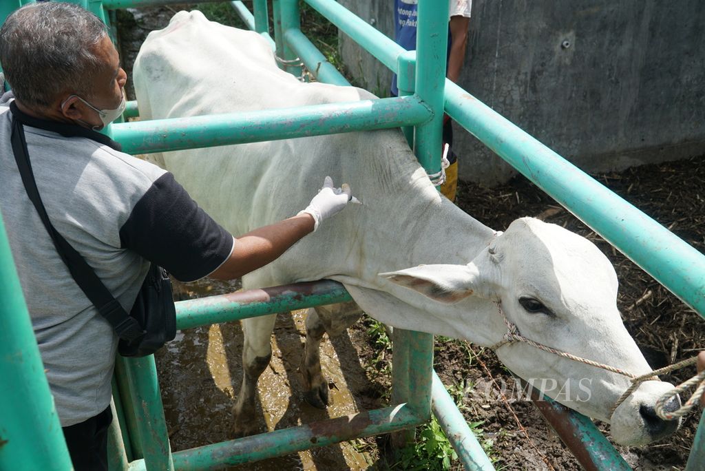 Vaksinator menyuntikkan vaksin PMK pada sapi di kandang UPT Pembibitan Ternak Dinas Pertanian Kota Padang, Kelurahan Air Pacah, Kecamatan Koto Tangah, Padang, Sumatera Barat, Rabu (29/6/2022).