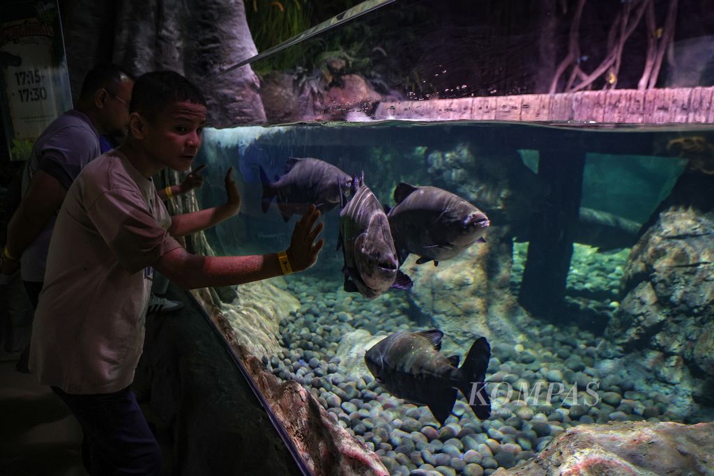 Pengunjung melihat koleksi ikan predator di BXSea, Bintaro, Tangerang Selatan, Banten, Minggu (24/12/2023). 