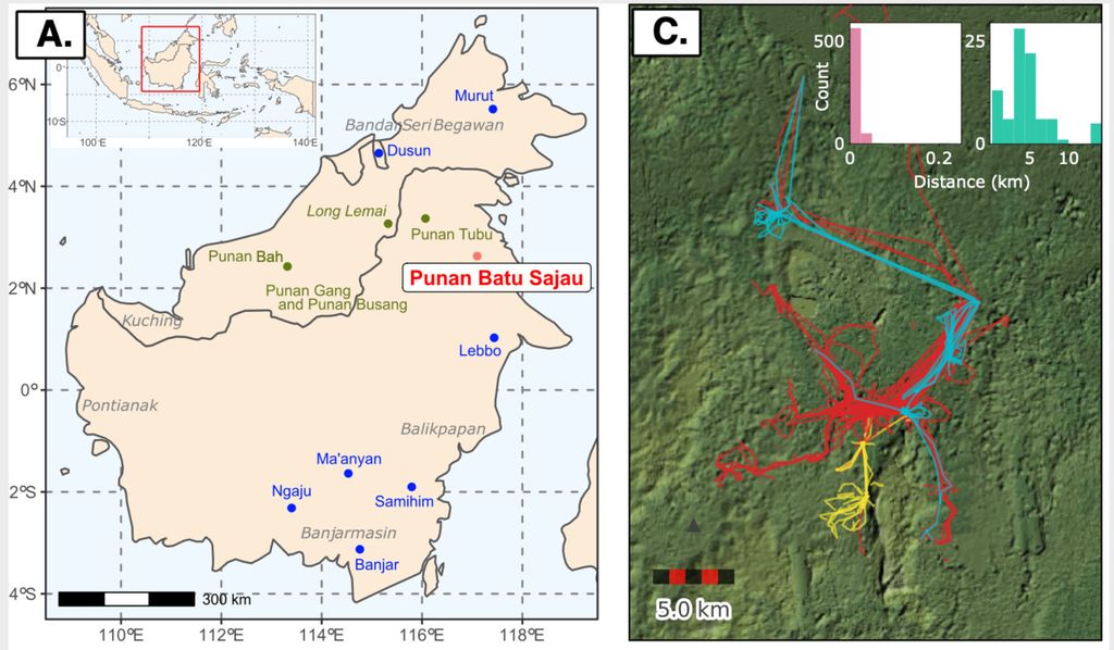 A. Lokasi tempat tinggal Punan Batu di pedalaman hutan Kalimantan. B. Pergerakan Punan Batu di dalam hutan, berpindah-pindah untuk mengumpulkan makanan. Sumber: Stephen Lansing dkk. (<i>Evolutionary Human Science</i>, 2022).