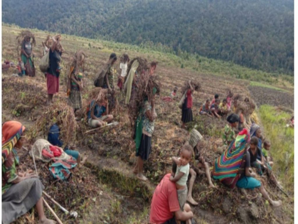 Ratusan warga Distrik Kuyawage, Kabupaten Lanny Jaya, Papua, mengalami kelaparan akibat tanaman pangan di kebun mereka mengalami kerusakan tahun ini.