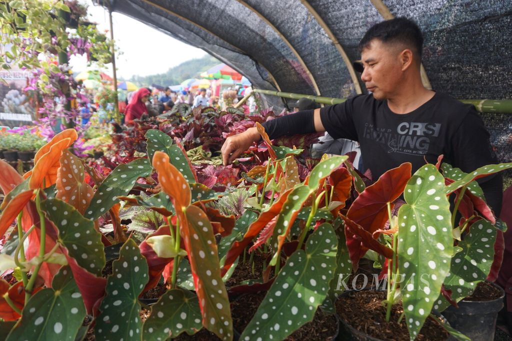 Ali (45), petani tanaman hias, menata aneka tanaman dan bunga di Kutabawa, Karangreja, Purbalingga, Jawa Tengah, Senin (5/12/2022). Salah satu tanaman yang dijual adalah keladi jenis polkadot. Harganya Rp 25.000 per pot.