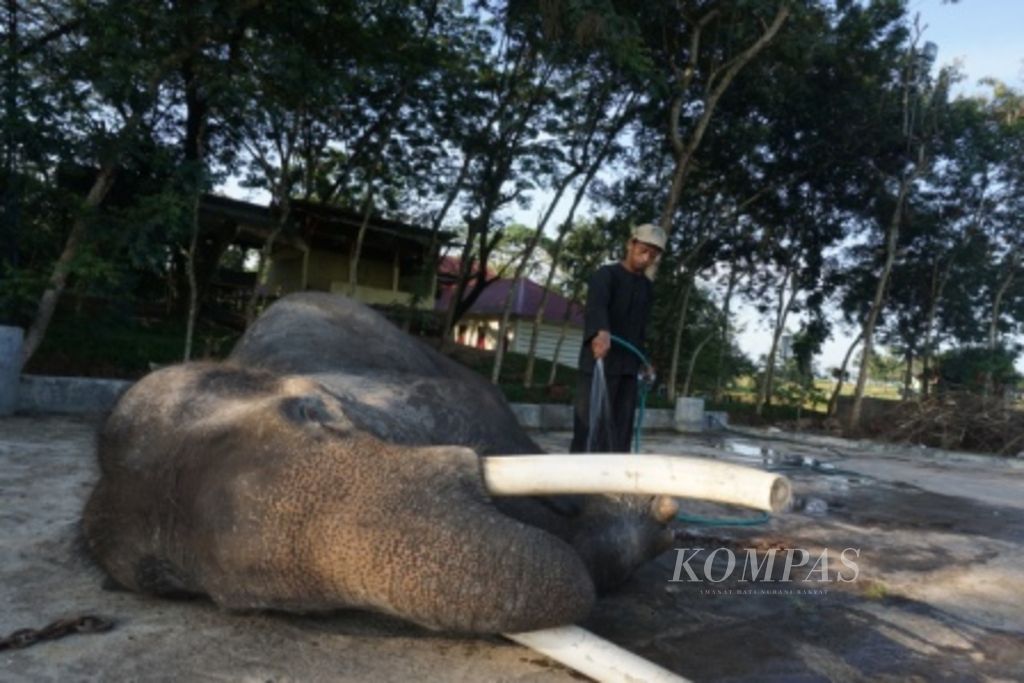 An elephant handler or mahout bathes a tame elephant at the elephant conservation center in Way Kambas National Park, East Lampung, Lampung, some time ago.