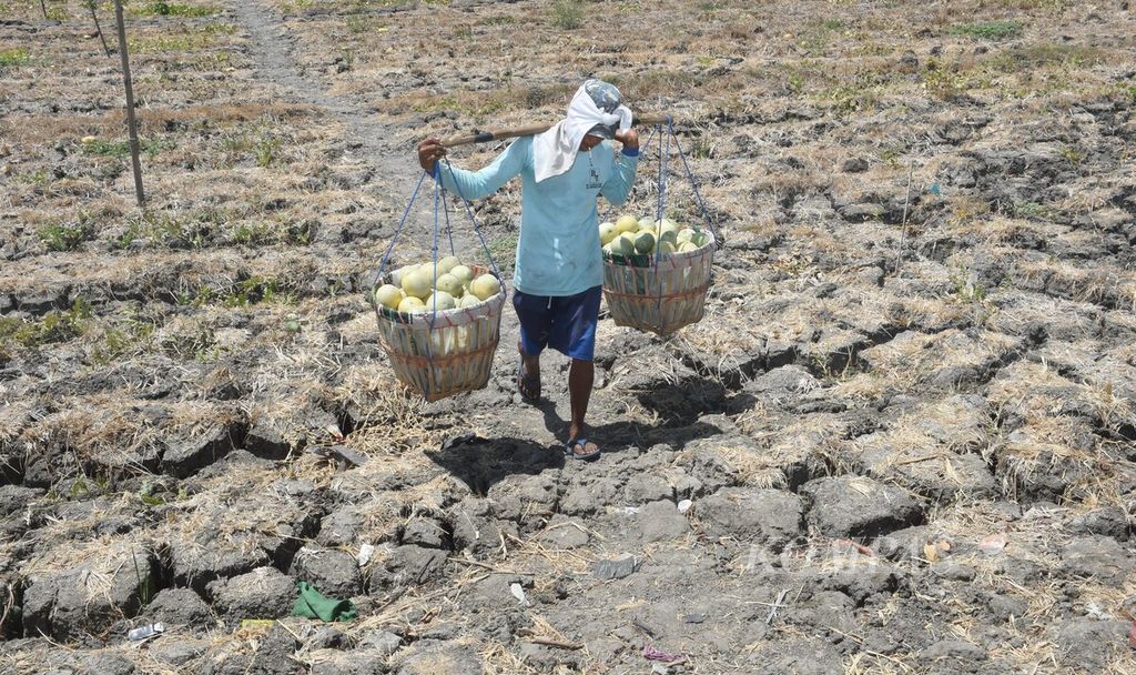 Petani melon di Sidoarjo, Jawa Timur, Senin (4/9/2023). Cuaca yang terlalu panas pada musim kemarau membuat petani melon setempat mulai mengakhiri musim panen. Pada akhir musim panen, tanah yang terlalu keras membuat melon berukuran kecil dan banyak yang busuk. 