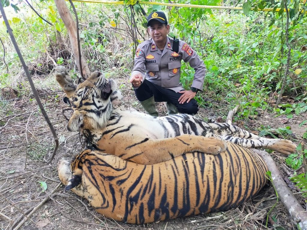 Dua dari tiga individu harimau sumatera yang mati terkena jerat sling di Desa Sri Mulya, Kecamatan Peunaron, Kabupaten Aceh Timur, Aceh, Minggu (24/4/2022). Harimau menjadi satwa lindung yang paling banyak diburu untuk diperdagangkan.