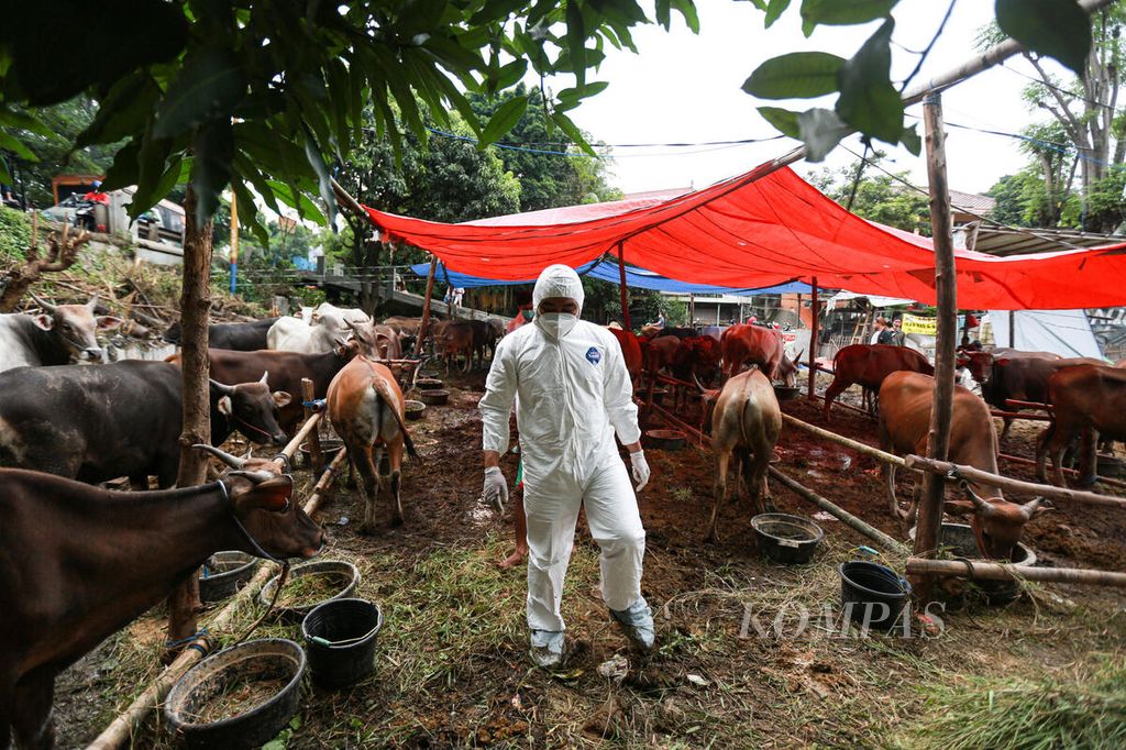Petugas dari Dinas Ketahanan Pangan Kota Tangerang mengenakan baju hazmat saat memeriksa sapi yang dijual pedagang sapi musiman di kawasan Cipondoh, Kota Tangerang, Banten, Rabu (15/6/2022). 