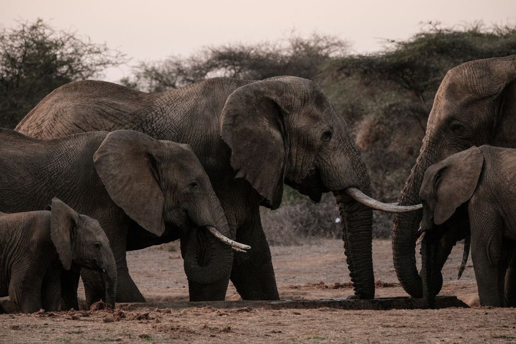 Kawanan gajah minum air di Selenkay Conservancy, di Amboseli, Kenya, 21 Juni 2022. Perubahan iklim akibat peningkatan suhu Bumi berdampak pada kehidupan satwa liar maupun manusia. 