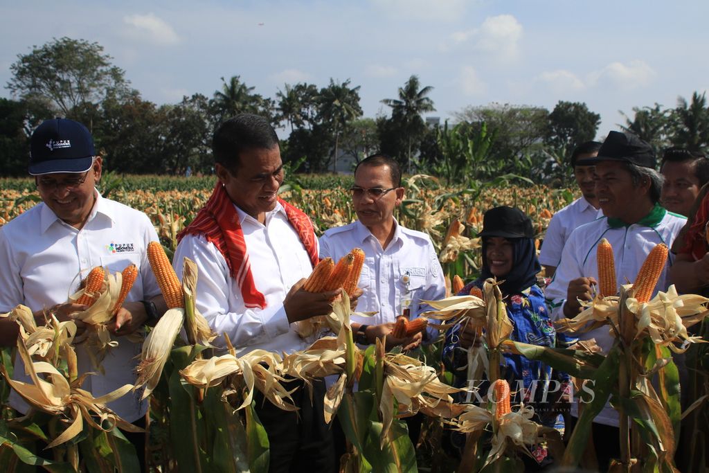 Menteri Pertanian Andi Amran Sulaiman (tengah) memanen jagung di Medan Tuntungan, Kota Medan, Sumatera Utara, Senin (5/2/2024).