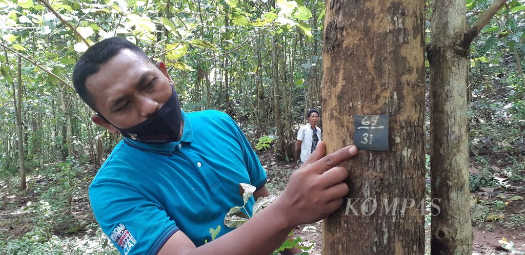 Decky Suprapto (38), warga Desa Selobanteng, Kecamatan Banyuglugur, Kabupaten Situbondo, Jawa Timur, menunjukkan pohon jati yang diagunkan guna mendapatkan kredit tunda tebang dari pemerintah. 