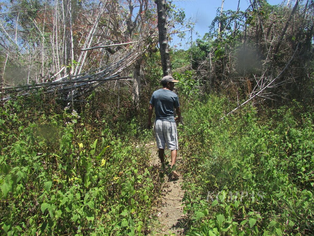 Ayup Suni berjalan kaki menyusuri jalan setapak menuju lahan yang sedang dikerjakan di pinggiran Kota Kupang, Selasa (19/9/2023). Selama musim hujan, jalan setapak ini ditutupi hutan belukar dan beberapa titik terjadi banjir bandang.