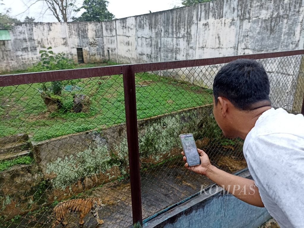 Pengunjung memotret harimau sumatera di Kebun Binatang Medan, Sumatera Utara, Senin (8/1/2023). 