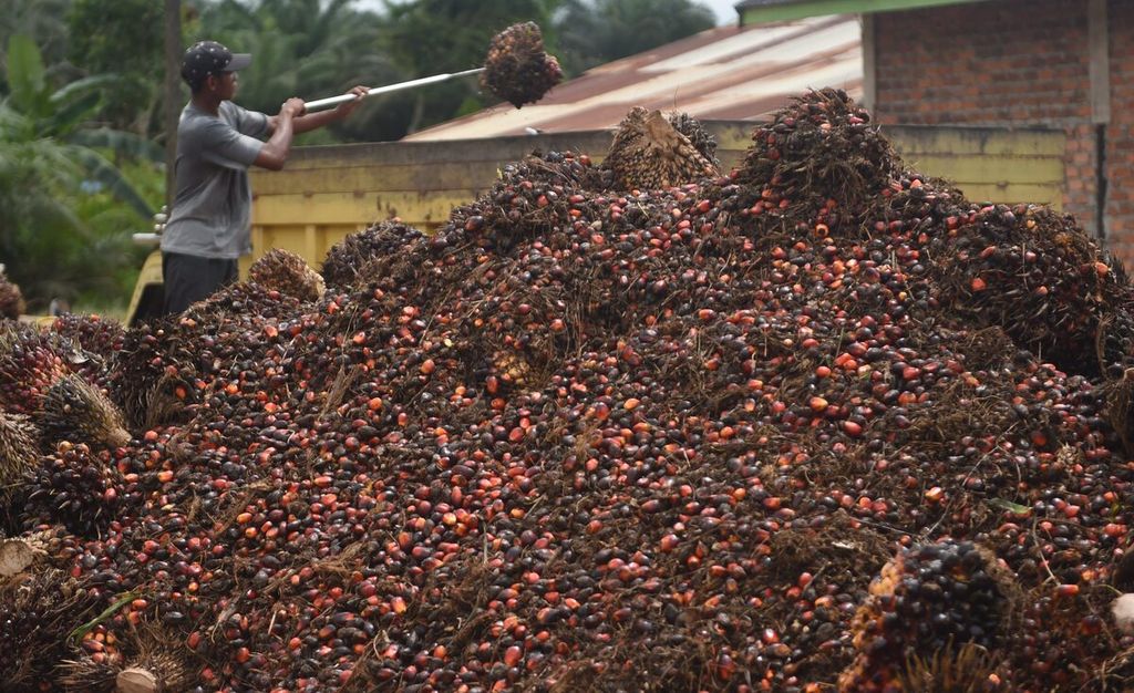 Pekerja memindahkan sawit kiriman petani ke atas truk untuk dikirim ke pabrik di Desa Bukit Raya, Kecamatan Sepaku, Kabupaten Penajam Paser Utara, Kalimantan Timur, Rabu (27/7/2022).