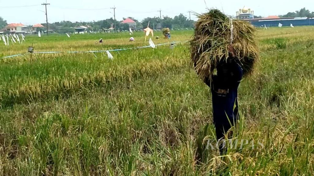 Petani di Desa Wonokupang memanen tanaman padinya, Minggu (3/3/2024). Harga gabah kering panen (GKP) mencapai Rp 7.200 per kg, sedangkan gabah kering giling Rp 8.500 per kg.