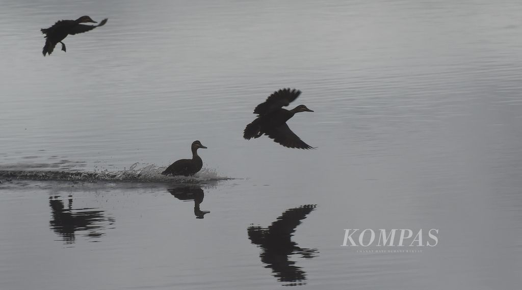 Itik noso (<i>Anas waigiuensis</i>) di Danau Habema di kawasan Taman Nasional Lorentz, Kabupaten Jayawijaya, Papua, Minggu(14/11/2021). Pada 1999, kawasan taman nasional dengan luas 2,3 juta hektar ini ditetapkan sebagai situs alam dunia oleh UNESCO. 