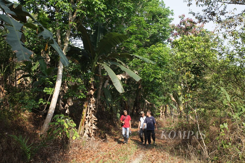 Lokasi kawasan agroforestri di Kecamatan Tenggulun, Kabupaten Aceh Tamiang, Provinsi Aceh, yang telah ditanami pohon kehutanan, seperti jengkol, durian, dan sengon. Kawasan itu bekas perkebunan kelapa sawit yang dibuka secara ilegal oleh perusahaan.