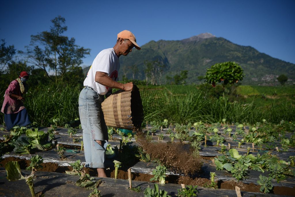 Petani menaburkan pupuk kandang pada lahan tanaman kubis di Desa Genting, Boyolali, Jawa Tengah, Jumat (10/7/2020).