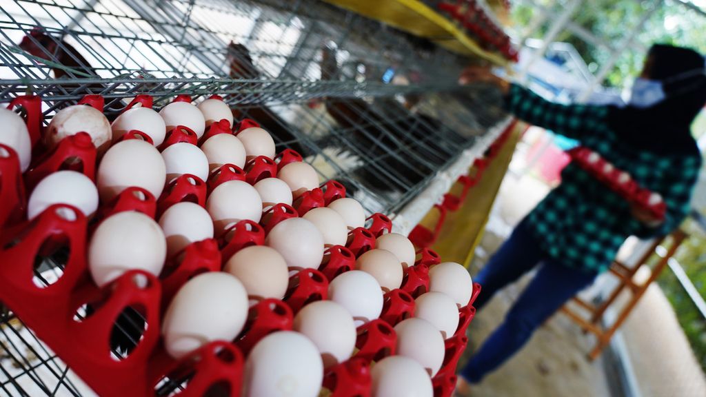 Sejumlah telur hasil panen Pradizzia Triana Intan (23), peternak ayam kampung petelur, di kandang miliknya di Sukaharja, Ciomas, Kabupaten Bogor, Jawa Barat, Jumat (16/10/2020). 