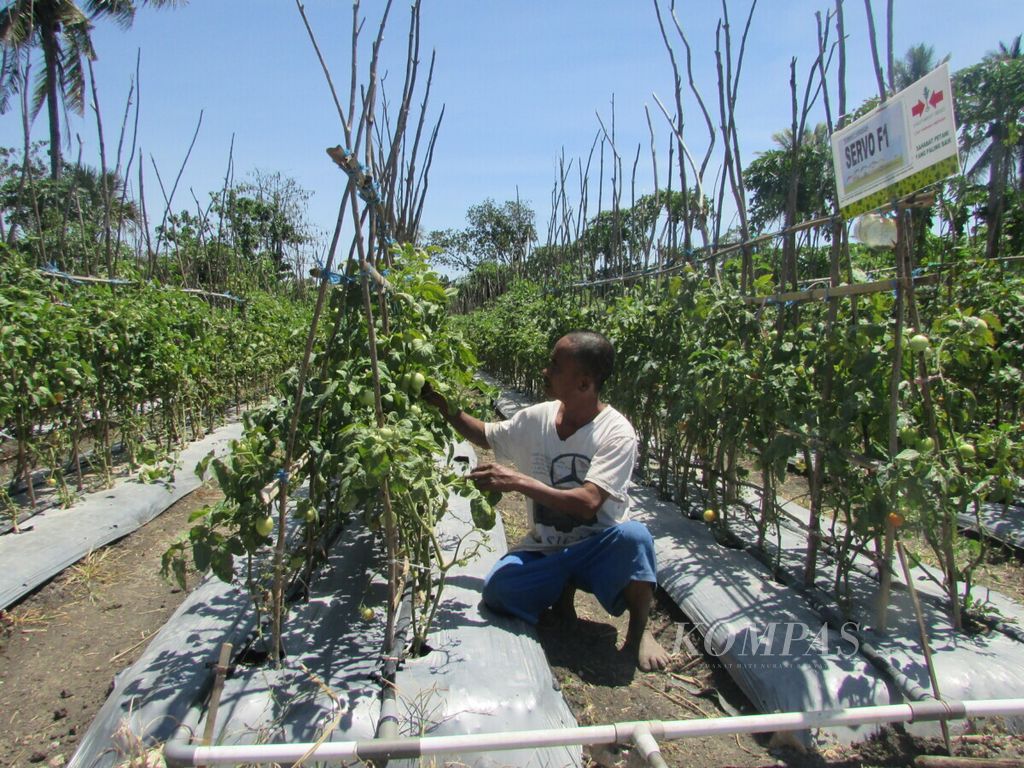Pertanian lahan kering di Desa Tarus, Kabupaten Kupang, yang dikembangkan Yohanes Lalang. Seorang karyawan Yohanes Lalang sedang mengeluarkan hama yang sedang mengeram di biji tomat.