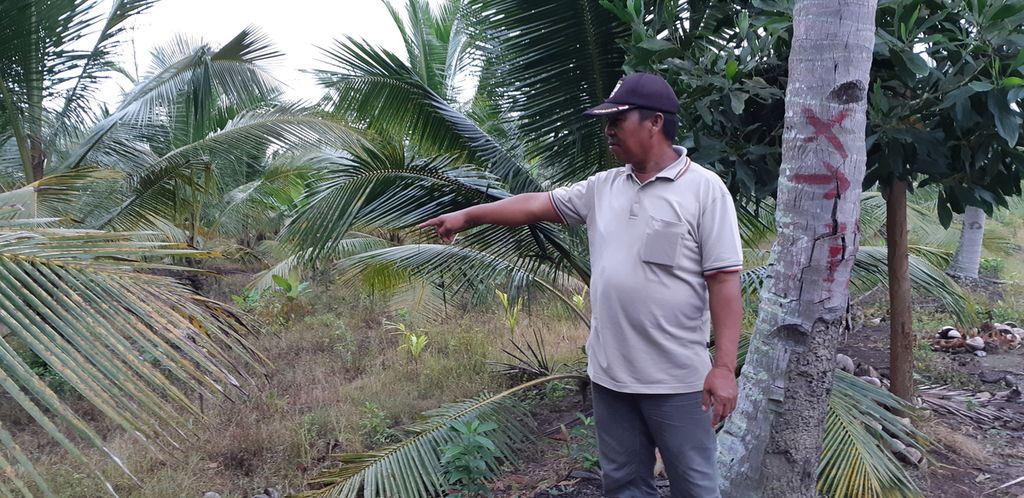 Wawan Darmawan (55) menunjukkan sawah yang mulai ditanami kelapa menggantikan padi, Desember 2021 lalu. Alokasi pupuk bersubsidi yang semakin terbatas ke petani membuatnya .mulai berpaling dari padi.