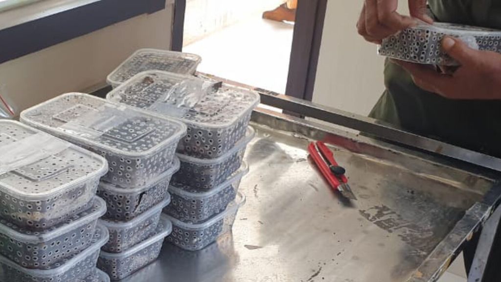 Pengiriman 40 kadal duri mata merah yang digagalkan pihak berwenang di Bandara Sentani, Jayapura, Papua, Selasa (18/7/2023). Pelaku memasukkan 40 ekor satwa ini melalui 20 kotak berbahan plastik.