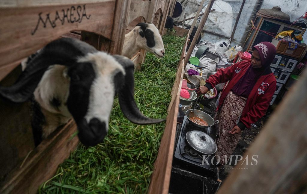 Ros (62) memasak di dapur darurat tempat mengungsi keluarga mereka dengan menumpang pada sebuah kandang kambing di Kampung Babakan Baru, Desa Pakuon, Kecamatan Sukaresmi, Kabupaten Cianjur, Jawa Barat, Sabtu (26/11/2022). 