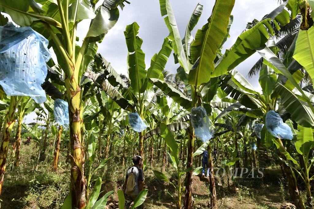 Kebun pisang mas yang dikelola petani di Kecamatan Sumberejo, Kabupaten Tanggamus, Lampung, Kamis (17/6/2021). Kemitraan antara kelompok tani dan perusahaan PT Great Giant Pineapple (GGP) berhasil membuat para petani setempat membudidayakan pisang mas, termasuk untuk pasar ekspor.