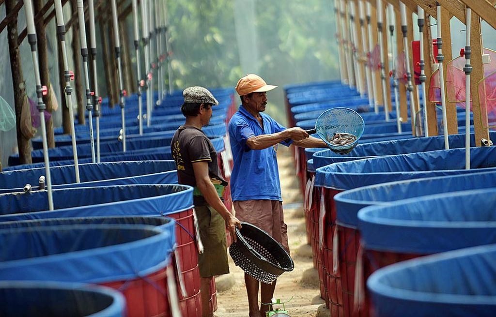 Pekerja  memanen lele di sebuah pembudidayaan lele di  Tajur Halang, Bogor, Jawa Barat, Rabu (6/9). 