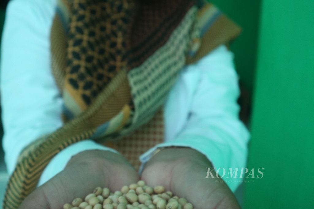 Rima Darmayanti menunjukkan kedelai lokal di Desa Cibulan, Kecamatan Cidahu, Kabupaten Kuningan, Jawa Barat, Senin (21/2/2022). Desa tersebut mengubah bekas lahan galian pasir menjadi kebun kedelai. Hasil panen kedelai pun diolah menjadi aneka produk.