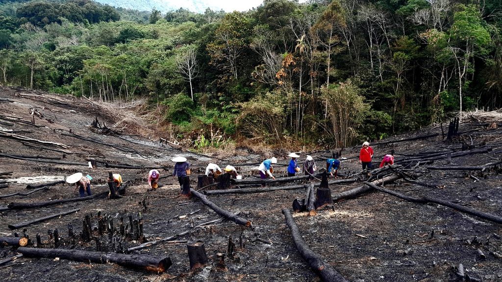 Warga Desa Kubung, Kabupaten Lamandau, Kalimantan Tengah, sedang melaksanakan tradisi <i>menugal </i>atau menanam benih padi lokal di lahan habis bakar pada Selasa (17/9/2024) lalu. Menugal merupakan tradisi turun temurun.