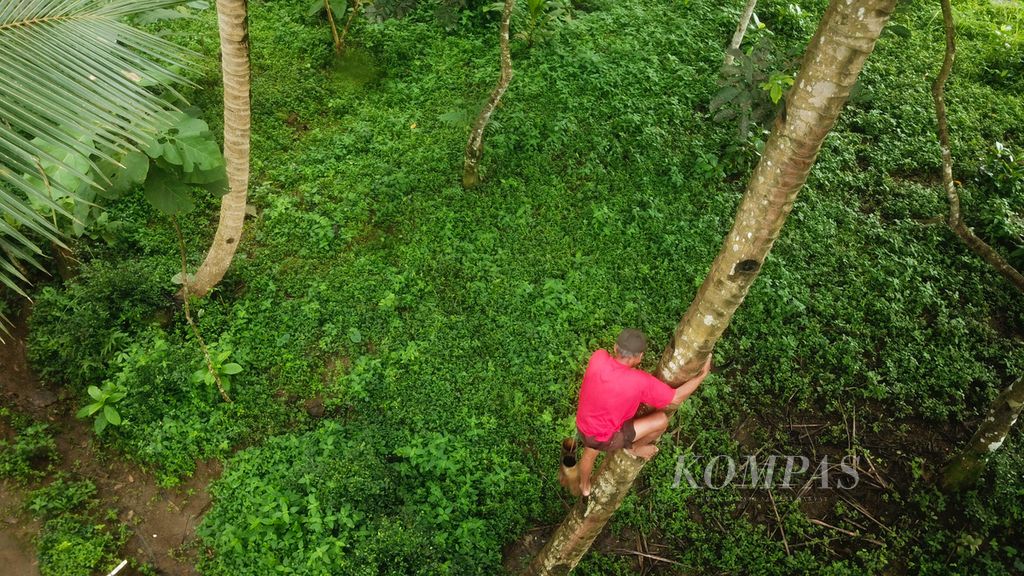 Giyo (70) memanjat pohon kelapa untuk menyadap nira di Desa Karangrejo, Kecamatan Borobudur, Magelang, Jawa Tengah, Selasa (25/10/2022). Nira dari bunga pohon kelapa itu dimanfaatkan untuk bahan baku pembuatan gula jawa. 
