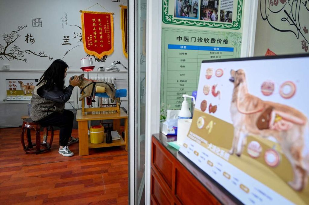 Seorang perempuan menenangkan anjingnya yang sedang menjalani perawatan akupunktur di sebuah klinik hewan di Beijing, China, 12 April 2022. 