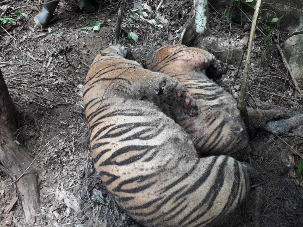 Harimau sumatera mati karena terkena jerat di Desa Ie Buboh, Kecamatan Meukek, Kabupaten Aceh Selatan Aceh, Selasa (24/8/2021).