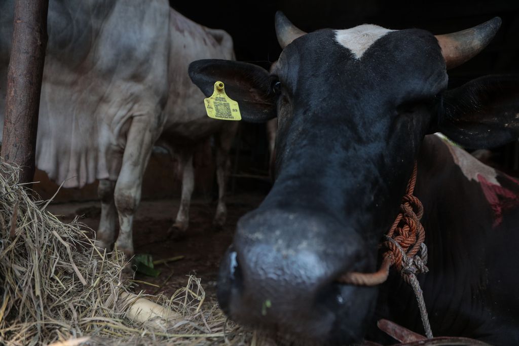 <i>Ear tag</i> di salah satu sapi yang diperjualbelikan di tempat penampungan hewan kurban di kawasan Sungai Bambu, Jakarta Utara, Rabu (21/6/2023). 