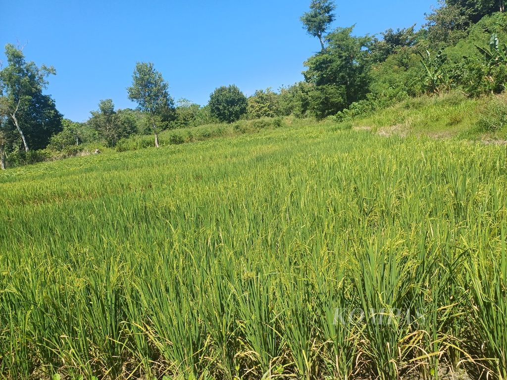 The rice belonging to Agustinus Nitbani (50) in Sokon Village, Kupang City, which relies on the Oetun River, is turning yellow. This rice is threatened with crop failure because the river's water discharge is drying up.