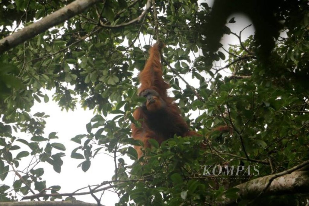 Seekor orangutan sumatera berada di pohon di kawasan Taman Nasional Gunung Leuser di Stasiun Penelitian Ketambe, Kecamatan Ketambe, Aceh Tenggara, Aceh.