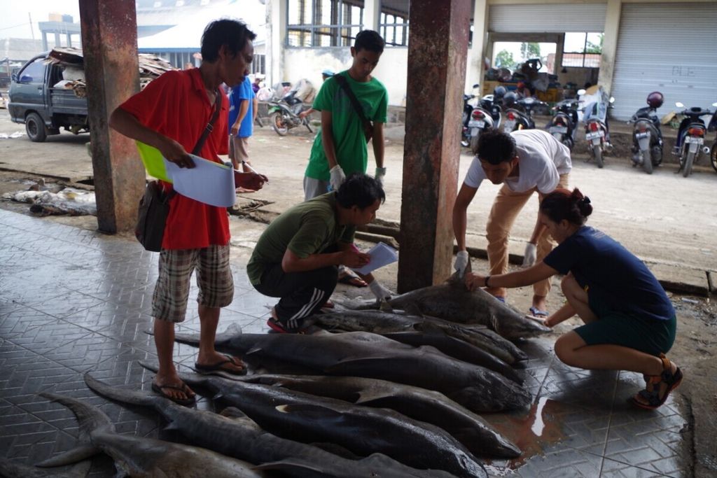 Kegiatan pemantauan pendaratan hiu dan pari di Tempat Pelelangan Ikan Tanjung Luar, Nusa Tenggara Barat.