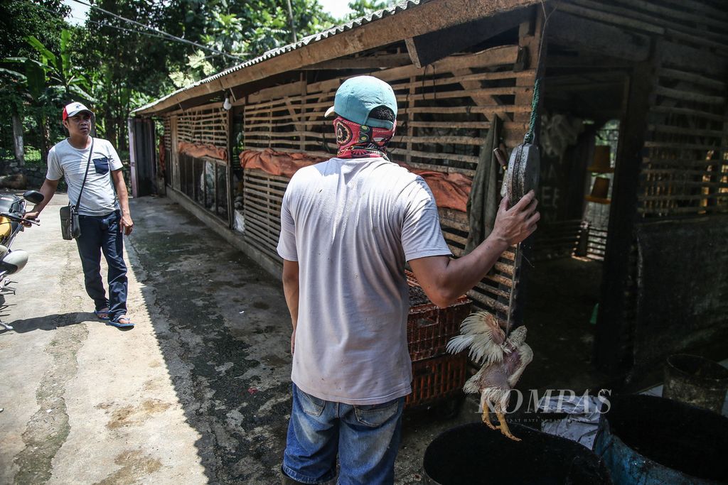 Pekerja menimbang ayam broiler pesanan konsumen di sebuah pengepul ayam broiler di Pegasinan, Gunung Sindur, Bogor, Jawa Barat, Selasa (22/9/2020). 