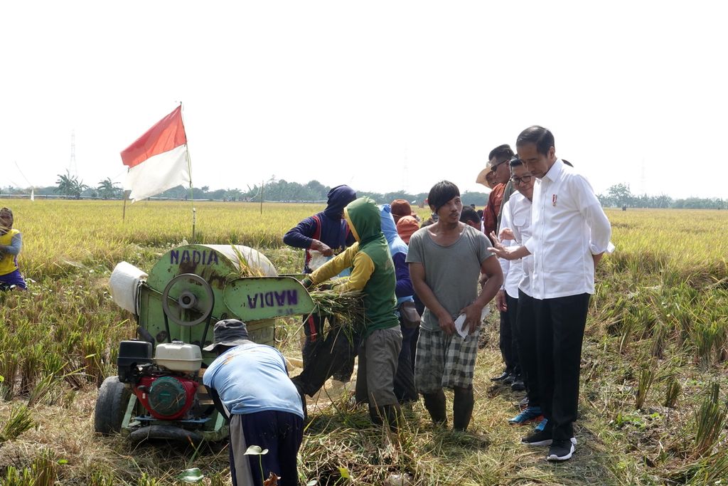 Presiden Joko Widodo meninjau panen dan memberikan bantuan tunai kepada petani di Jalan PLTU Indramayu, Desa Karanglayung, Kecamatan Sukra, Indramayu, Jawa Barat, Jumat (13/10/2023).