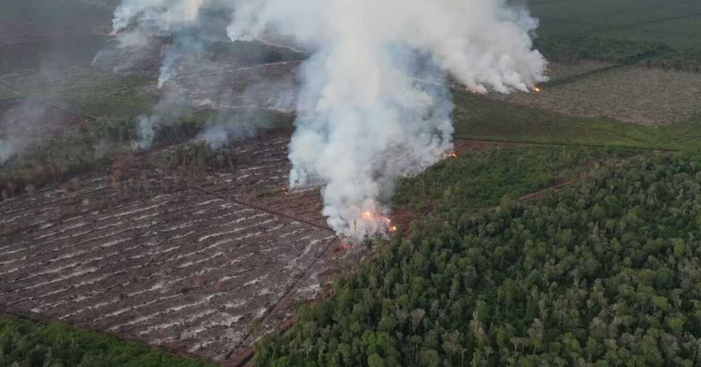 Api membakar hutan gambut di kawasan hutan produksi yang dapat dikonversi di Kecamatan Silaut, Pesisir Selatan, Sumatera Barat, 24 Mei 2023. 