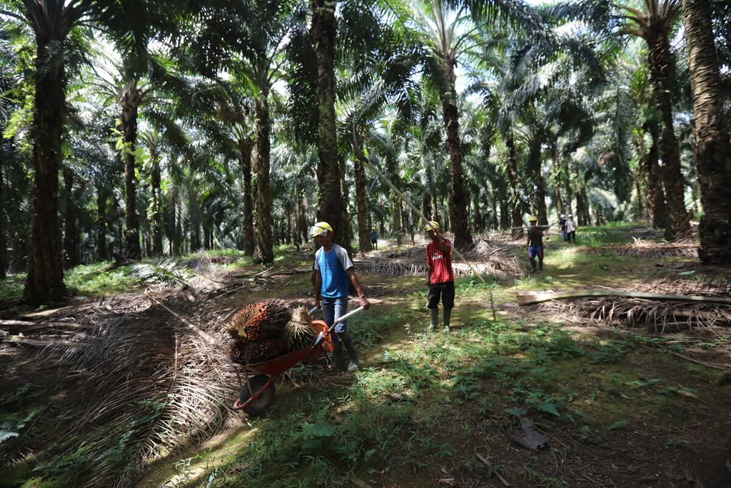 Pekerja memanen kelapa sawit di areal perkebunan PT Sawit Sumbermas Saran Tbk (SSMS) di Pangkalan Bun, Kalimantan Tengah, Kamis (29/4/2021). PT SSMS memproduksi minyak kelapa sawit mentah (CPO) dengan kapasitas produksi sebesar total 2.500 ton per hari. Hilirisasi PT SSMS telah menghasilkan produk turunan dari CPO berupa olein (minyak goreng), stearin (bahan dasar kue dan kosmetik), RBDPO (<i>refined, bleached, and deodorized palm oil</i>) serta asam lemak sawit hasil destilasi. 