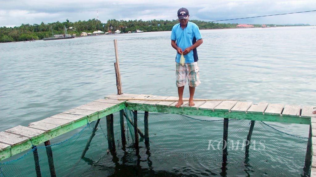 La Ari Tomia (43) memberi makan ikan di keramba jaring apung milik Komando Daerah Militer XVI Pattimura di Teluk Pelita Jaya, Kabupaten Seram Bagian Barat, Maluku,  Rabu (8/3). Keramba tersebut merupakan model dari Program Emas Biru Kodam Pattimura.
