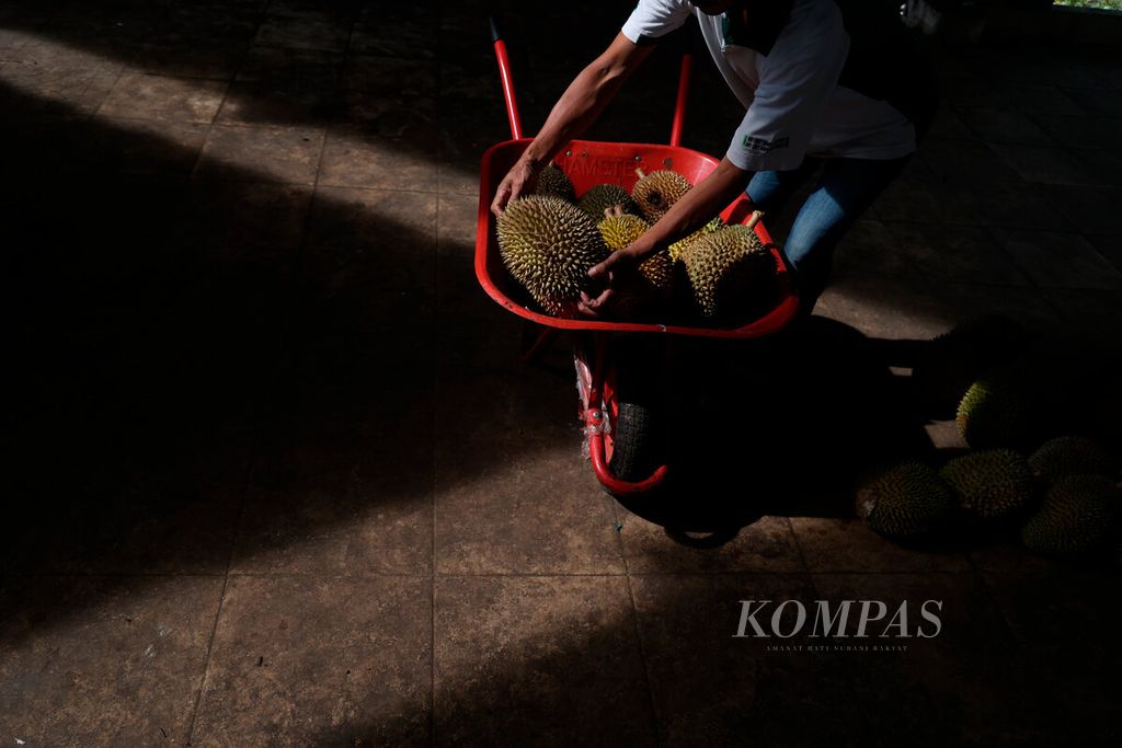 Petani durian menyetorkan hasil panen kepada salah satu pengepul saat Festival Durian Gunungpati 2024 di Cepoko, Kecamatan Gunungpati, Kota Semarang, Jawa Tengah, Jumat (23/2/2024).