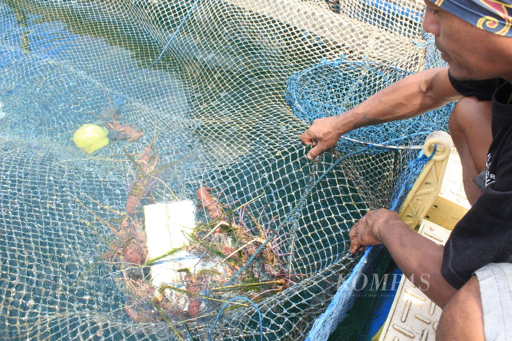 Jusuf Tanamal, Ketua Kelompok Perikanan Lalosi, menunjukkan lobster hasil budidaya keramba jaring apung di atas Teluk Ambon, Maluku, Jumat (8/9/2023). Dari keramba itu, pengunjung dapat memilih aneka jenis ikan segar untuk diolah di tempat makan yang juga dikelola Kelompok Lalosi.