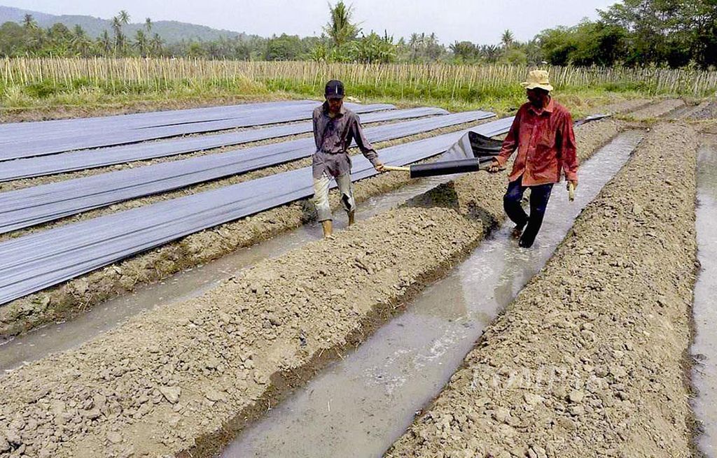 Petani  membentangkan plastik untuk melapisi lahan pertanian di Desa Sambilawang, Kecamatan Waringinkurung, Kabupaten Serang, Banten, Jumat (4/8). Inovasi yang disebut mulsa itu diterapkan untuk mempertahankan kelembaban lahan, mengusir hama, dan mencegah tumbuhnya gulma.