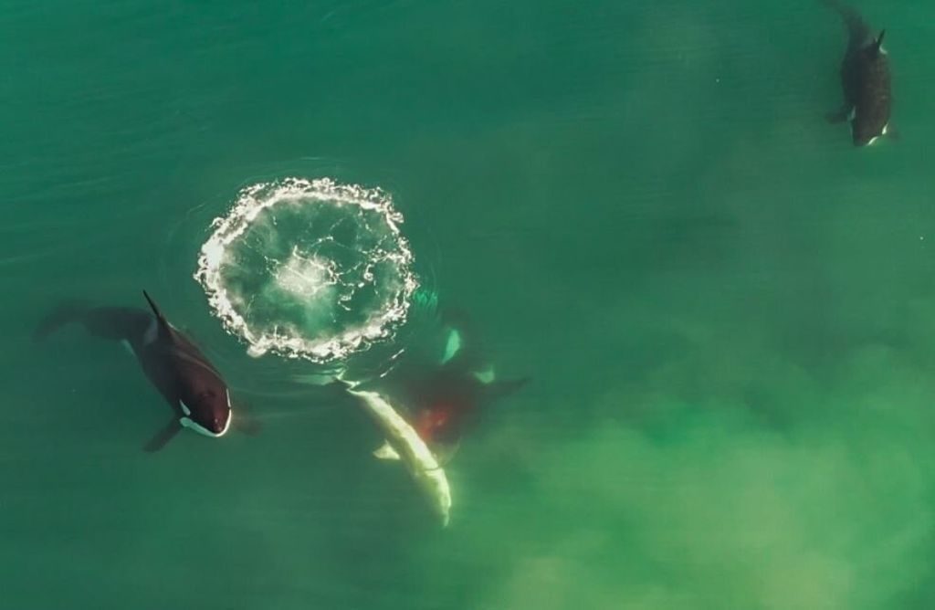 Potongan gambar dari video yang direkam dengan <i>drone </i>oleh Christiaan Stopforth menunjukkan pengamatan pertama yang dikonfirmasi dari sekelompok paus orca yang membunuh hiu putih di Pantai Hartenbos, Teluk Mossel, Afrika Selatan.