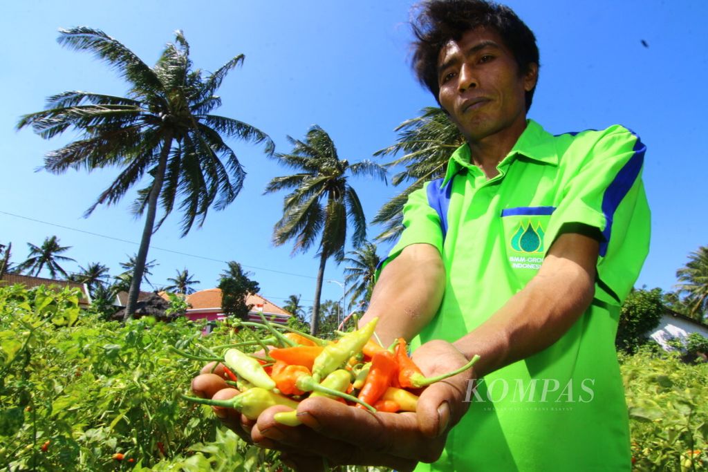 Ketua Kelompok Tani Murni Ahmad Jamali menunjukkan cabai hasil panen di Wongsorejo, Banyuwangi. Kecamatan Wongsorejo merupakan sentra cabai yang memasok cabai hingga Jakarta dan Kalimantan.