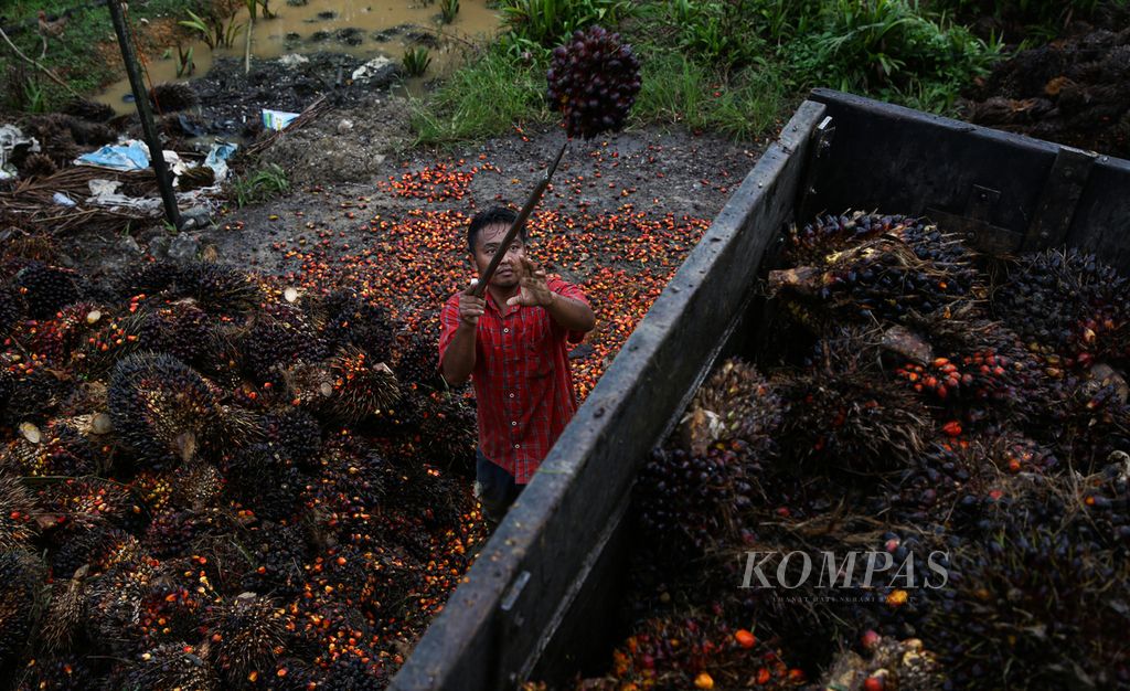 Pekerja memuat buah sawit ke atas truk pengangkut di Desa Semoi 2, Sepaku, Kabupaten Penajam Paser Utara, Kalimantan Timur, Kamis (11/3/2021). 