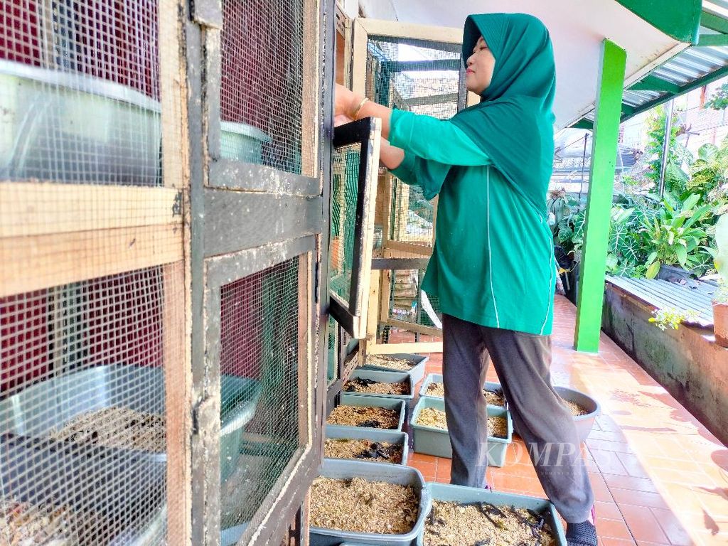 Enti Sri Hardani menata maggot di rak dan lemari yang telah disiapkan di Bank Sampah Bougenville di Kecamatan Magelang Selatan, Kota Magelang, Rabu (1/6/2022).