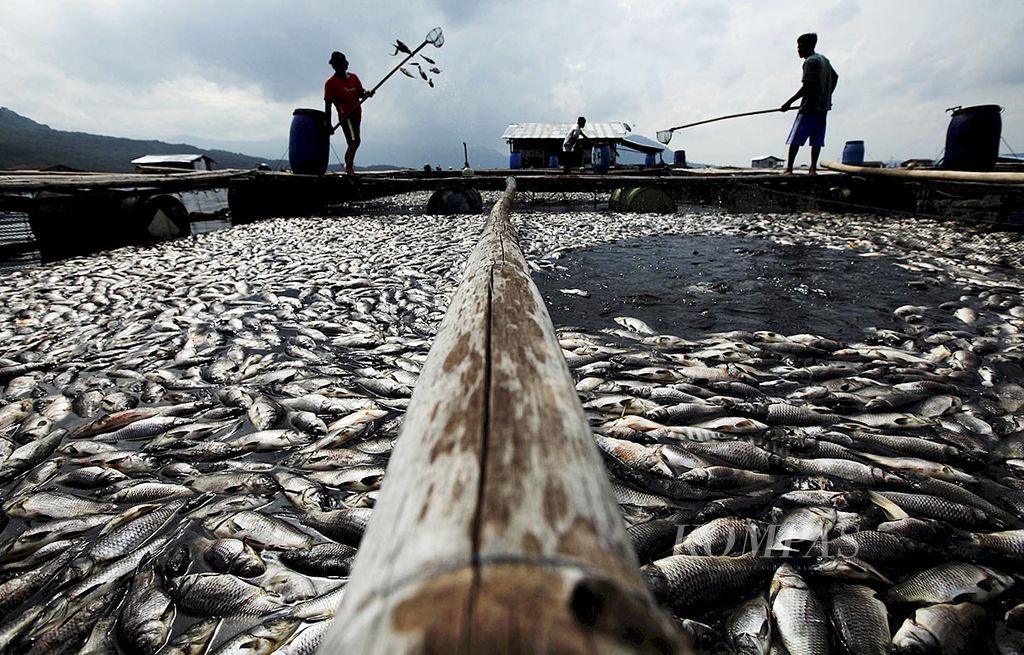 Para pengurus karamba jaring  apung mengumpulkan ikan-ikan mati di Waduk Jatiluhur, Kabupaten Purwakarta, Jawa Barat, Selasa (14/2). Ribuan ton ikan mati di kawasan Waduk Jatiluhur dan Waduk Cirata akibat fenomena arus bawah air yang mengakibatkan  kandungan oksigen dalam air menipis. Kematian ribuan ton ikan ini menimbulkan kerugian perikanan air tawar hingga miliaran rupiah.