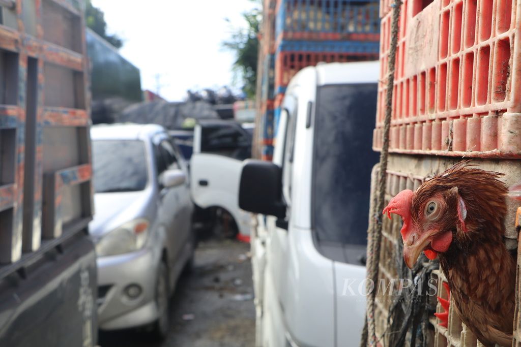 Ayam pedaging yang diangkut salah satu dari ribuan kendaraan yang sudah 6 hari tertahan di Jalan Medan-Banda Aceh, Minggu (6/11/2022), akibat banjir di sejumlah titik di Kabupaten Aceh Tamiang, Aceh. 